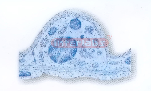 HUMAN MODEL OF ULTRASTRUCTURE OF TYPE II ALVEOLAR CELL